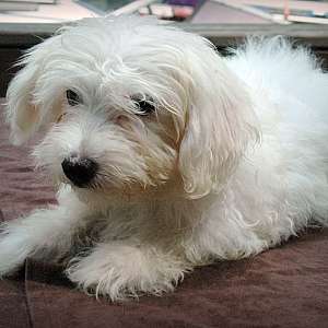 Coton De Tulear, Ready To Go.
