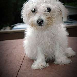 Coton De Tulear, Ready To Go.