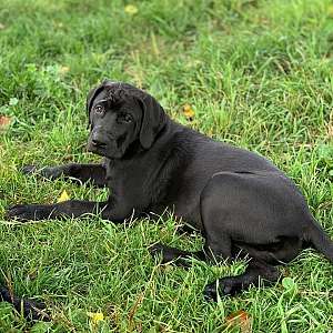 Kenya - Sweet Mellow Mastador Pup