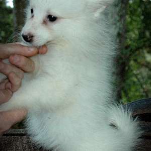 American Eskimo