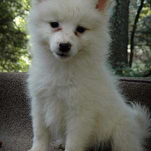 American Eskimo Female #2