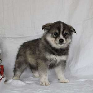 Ready to go!  Sweetie Pie—most adorable Pomsky puppy!