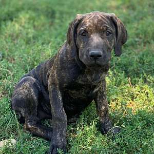 Bailey - Mastador Best of Both Worlds Family Dog