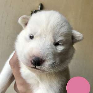 White girl husky puppy