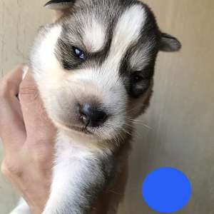 Wolf gray male pup