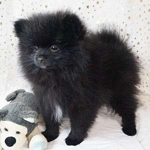 XAVIER: CKC Pomeranian Male Pup