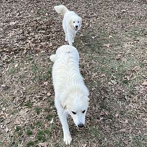 AKC Registerable Great Pyrenees Pups born 6/12/21