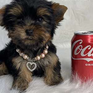 Yorkie Puppy for Sale in Northern CA ~Come in Person