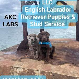 English Blockhead Labrador Retriever Puppies AKC