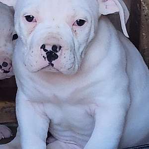 Home of the Belvidere Bulldogs (AB) Puppy Available