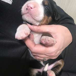 Bernese Mountain Dog Puppy Male #3 - SOLD