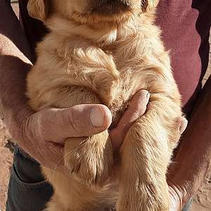 Golden Retriever Puppies that will touch your heart & soul forever.
