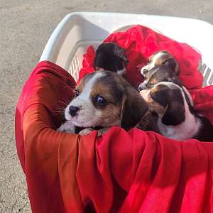 male beagle pups