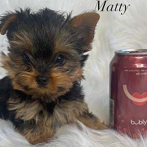 Yorkie Puppies Northern California Come in Person