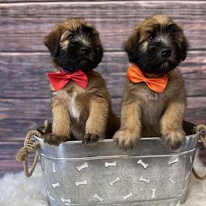 Soft coated wheaten terriers
