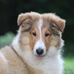 Handsome Rough Collie Boy - Ready to Join Your Life Now.