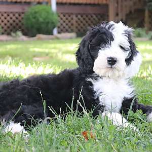 Sheepadoodle Puppies from registered and health-test parents