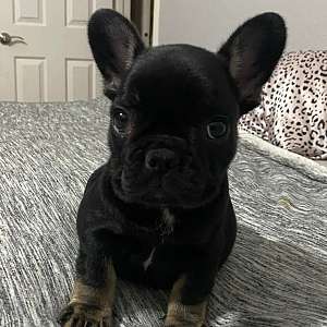 Frenchie Puppies for Sale in Northern CA Bay Area