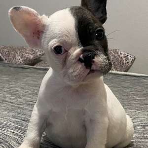 French Bulldog Puppies Available in Northern California