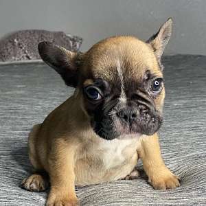 Frenchie Puppies Available Near Sacramento CA