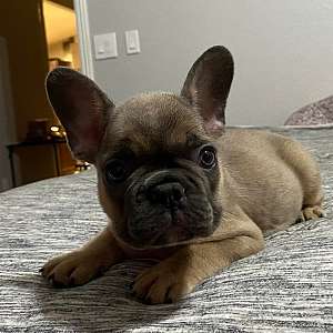 French Bulldogs Available Local Bay Area CA