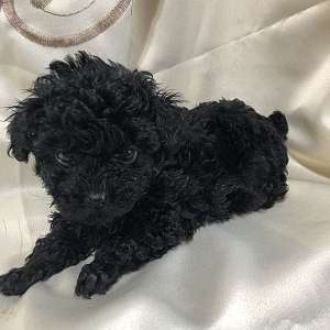 Coal Black Toy Poodle Puppy