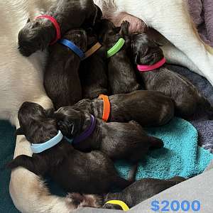 Chocolate lab male puppies