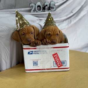 Vizsla Puppies-Ready NOW