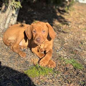 Vizsla Puppies-Ready NOW