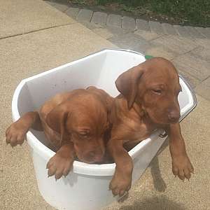 Vizsla Puppy-Ready Now-Male