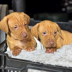 Vizsla Puppy(s) -Ready Now-