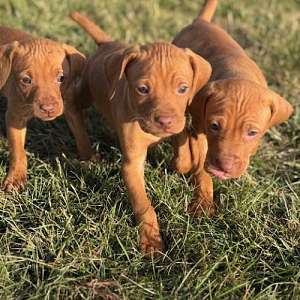 Vizsla Puppy(s) -Ready Now-