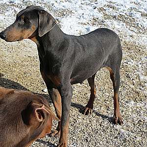 Doberman Pinscher Adult Red and Rust Male for Sale Now.
