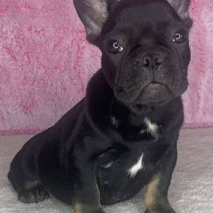 French bulldog puppy for sale in Northern California