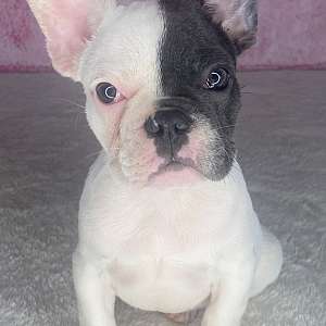 French bulldog puppy for sale northern California