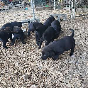 Black Labrador Retriever puppies