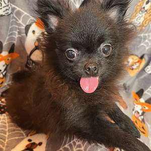 Black Pomeranian Puppy