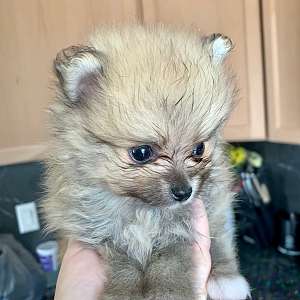 Cream Pomeranian Puppy
