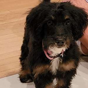 Bernedoodle Puppies For Sell