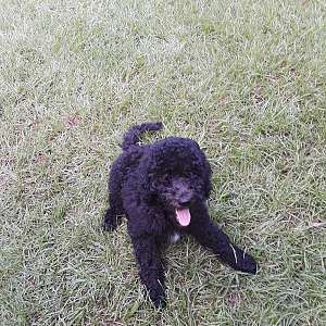 Beautiful black Male standard poodle pup