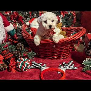 AKC Bichon Delights