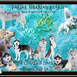 Dakine Siberian Huskies in Oregon and CA