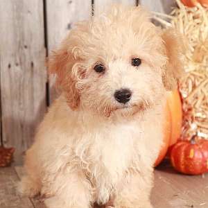 Frost – Charsmatic Toy Poodle