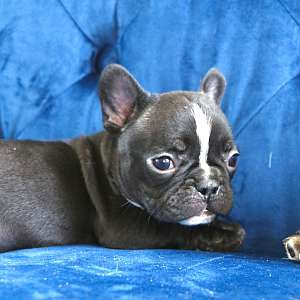 Adorable Black Male Frenchie - "Shadow"