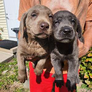 rare charcoal and silver labs