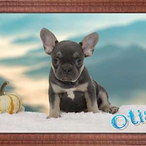 Otis AKC Male French Bulldog $2000