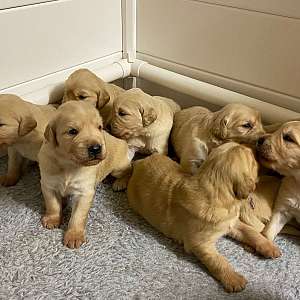 AKC Certified Golden Retriever Puppies