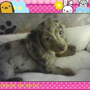 CKC Chocolate Dapple Dachshund puppy