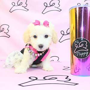 Teacup & Toy Maltipoo Puppies For Sale By Breeder