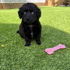 Minature F1B Aussiedoodle Puppies